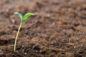 little plant growing in dirt